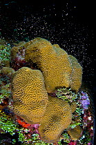 Boulder star coral (Montastrea annularis) colony spawning at night in late summer, showing the start of synchronised release of bundles of eggs and sperm from the polyps of the coral, East End, Grand...