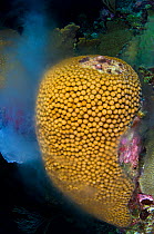 Great star coral (Montastrea cavernosa) male releasing clouds of sperm into the water column, during its synchronised annual spawning event, several hours after sunset in late summer, East End, Grand...