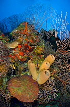 Coral reef outcrop with brown tube sponges (Agelas conifera) deepwater sea fans (Iciligorgia nodulifera) and knobby cactus coral (Mycetophyllia aliciae)  East End, Grand Cayman, Cayman Islands, Britis...