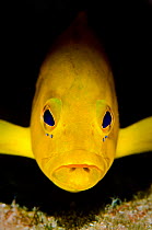 Yellow grouper (Epinephelus fulvus) a medium size reef predator, hiding under an overhang, East End, Grand Cayman, Cayman Island, British West Indies, Caribbean Sea.