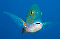 Mutton snapper (Lutjanus analis) portrait, hovering above a coral reef, Georgetown, Grand Cayman, Cayman Islands, British West Indies, Caribbean Sea.