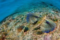 Flying gurnard (Dactylopterus volitans) swimming across the seabed displaying large open pectoral fins, Georgetown, Grand Cayman, Cayman Islands, British West Indies, Caribbean Sea.