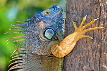 Green / common iguana (Iguana iguana) climbing a tree, Seven Mile Beach, Grand Cayman, Cayman Islands, British West Indies.