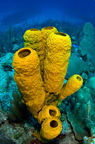 Yellow tube sponge (Aplysina fistularis) on a coral reef, East End, Grand Cayman, Cayman Islands, British West Indies, Caribbean Sea.