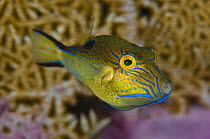 Sharpnose puffer (Canthigaster rostrata) male displaying bright colours including a bright blue flap on skin on his chin, West Indies, Caribbean Sea.