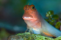 Redlip blenny (Ophioblennius atlanticus) perched on top of a coral reef, East End, Grand Cayman, Cayman Islands, British West Indies, Caribbean Sea.