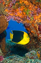 Rock beauty angelfish (Holacanthus tricolor) swimming through a small arch on a colourful coral reef, East End, Grand Cayman, Cayman Islands, British West Indies, Caribbean Sea.
