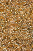 Lamarck's sheet coral (Agaricia lamarcki) close up, East End, Grand Cayman, Cayman Islands, British West Indies, Caribbean Sea.