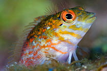 Saddled blenny (Malacoctenus triangulatus) close up portrait, showing colour variety from the Cayman Islands with indistinct saddles, East End, Grand Cayman, Cayman Islands, British West Indies, Carib...