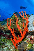 Red rope sponge (Amphimedon compressa) on coral reef wall with diver in background, High Rock Drop Off, East End, Grand Cayman, Cayman Islands, British West Indies, Caribbean Sea.