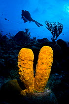 Yellow tube sponge (Aplysina fistularis) selectively illuminated with a diver swimming above, East End, Grand Cayman, Cayman Islands, British West Indies, Caribbean Sea.