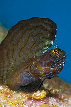 Sailfin blenny (Emblemaria pandionis) male displaying his large dorsal fin,  East End, Grand Cayman, Cayman Islands, British West Indies, Caribbean Sea.