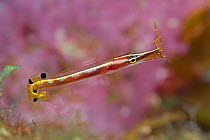 Arrow blenny (Lucayablennius zingaro) with a small shrimp in mouth, Babylon, Grand Cayman, Cayman Islands, Caribbean Sea.