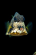 Smooth trunkfish (Lactophrys triqueter) portrait, above the reef during the day,  East End, Grand Cayman, Cayman Islands, British West Indies, Caribbean Sea.
