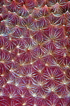 Stinker sponge (Ircinia felix) close up detail, growing on a coral reef, Georgetown, Grand Cayman, Cayman Islands, British West Indies, Caribbean Sea.