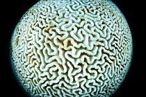 Brain coral (Colpophyllia natans) bleached, polyps  have expelled their zooxanthellae symbiotic algae from their tissue, probably as a result of being stressed by a rise in sea temperature, East End,...