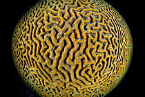 Brain coral (Colpophyllia natans) showing healthy coral, unmanipulated image. East End, Grand Cayman, Cayman Islands. British West Indies. Caribbean Sea.