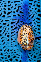 Flamingo tongue (Cyphoma gibbosum) feeding on a seafan (Gorgonia ventalina) Cyphomas feed on corals and concentrate the toxic chemicals into their mantle, which they then wrap around the outside of it...