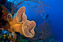 Brown tube sponges (Agelas conifera) and deepwater sea fans (Iciligorgia nodulifera) with a diver in background exploring the reef, East End, Grand Cayman, Cayman Islands, British West Indies, Caribbe...