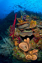 A bustling coral reef scene with sponges (Agelas conifera; Amphimedon compressa) soft and hard corals and a school of Creole wrasse (Clepticus parrae) East End, Grand Cayman, Cayman Islands, British W...