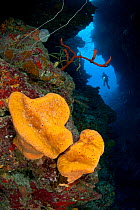 A pair of sponges (Porifera) at the base of a pinnacle off the main reef wall with diver in background, East End, Grand Cayman, Cayman Islands, British West Indies, Caribbean Sea.