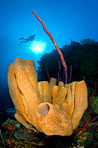 Brown tube sponges (Agelas conifera) formation on a reef wall, with sun shining through the water and diver above, East End, Grand Cayman, Cayman Islands, British West Indies, Caribbean Sea.