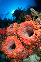 Giant barrel sponges (Xestospongia muta) young group on the wall of a coral reef, with diver above in distance, East End, Grand Cayman, Cayman Islands, British West Indies, Caribbean Sea.