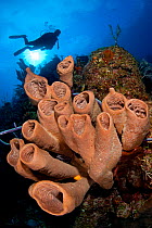 Brown tube sponges (Agelas conifera) formation on reef wall, with diver in distance, East End, Grand Cayman, Cayman Islands, British West Indies, Caribbean Sea.