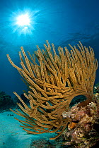 Black sea rod / Caribbean sea whip (Plexaura homomalla) on a shallow reef with sun shing through the water, East End, Grand Cayman, Cayman Islands, British West Indies, Caribbean Sea.