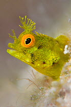 Roughhead blenny (Acanthemblemaria aspera) high magnification portrait of a golden variety of living in it's tube on a coral reef, East End, Grand Cayman, Cayman Islands, British West Indies, Caribbea...