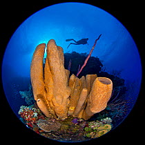 Brown tube sponges (Agelas conifera) formation on reef wall with diver above, image taken with a circular fisheye, East End, Grand Cayman, Cayman Islands, British West Indies, Caribbean Sea.