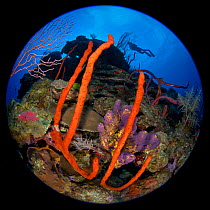 Circular fisheye photograph of a colourful coral reef with silhouetted diver, East End, Grand Cayman, Cayman Islands, British West Indies. Caribbean Sea. Model released