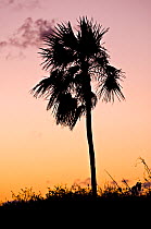Silver thatch palm tree (Coccothrinax proctorii) silhouette at sunset, Caribbean species is endemic to the Cayman Islands, Little Cayman, Cayman Islands, British West Indies, Caribbean.