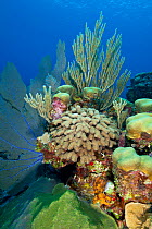 Mixed hard coral including finger coral (Porites porites) and soft corals growing on reef, Little Cayman, Cayman Islands, British West Indies, Caribbean Sea.
