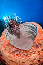 Lionfish (Pterois volitans) sitting on the rim of large sponge on Bloody Bay Wall, Little Cayman, Cayman Islands, Caribbean Sea.