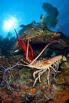 Caribbean spiny lobster (Panulirus argus) scampers across a coral reef amongst sponges, Bloody Bay Wall, Little Cayman, Cayman Islands. British West Indies, Caribbean Sea.