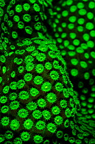 Boulder star coral (Montastrea annularis) photographed under blue light to excite the green fluorescence, Little Cayman, Cayman Islands, British West Indies, Caribbean Sea.