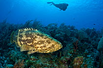 Goliath grouper (Epinephelus itajara) on a rich coral reef with a diver swimming alongside, Bloody Bay Wall, Little Cayman, Cayman Islands, British West Indies, Caribbean Sea.
