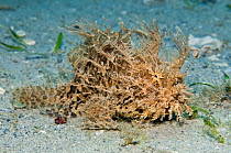Hairy / striated / striped frogfish (Antennarius striatus) fishes with it's lure (illicium) while it remains camouflaged on the seabed, West Palm Beach, Gulf Stream, West Atlantic Ocean, Florida, USA.