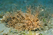 Hairy / striated / striped frogfish (Antennarius striatus) laying an ambush amongst weeds in shallow water, West Palm Beach, Gulf Stream, tropical West Atlantic Ocean, Florida, USA.