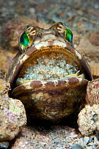 Banded jawfish (Opistognathus macrognathus) male incubating eggs in mouth, which are at a late stage of development and will soon be ready for release. West Palm Beach, Gulf Stream, West Atlantic Ocea...