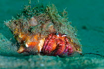 Bareye hermit crab (Dardanus fucosus) makes its home in a conch shell as it crawls over the sand, West Palm Beach, Gulf Stream, West Atlantic Ocean, Florida, USA.