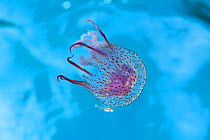 Sea nettle jellyfish (Chrysaora quinquecirrha) with a small fish swimming alongside seeking shelter, West Palm Beach, Gulf Stream, Caribbean Sea, Florida, USA.
