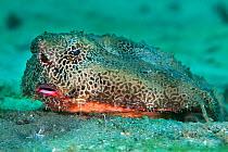 Shortnose batfish (Ogcocephalus nasutus) resting on the sandy seabed, West Palm Beach,  Gulf Stream, West Atlantic Ocean, Florida, USA.