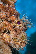 Spotted scorpionfish (Scorpaena plumieri) lying motionless and camouflaged in soft corals. West Palm Beach, Gulf Stream, West Atlantic Ocean, Florida, USA.