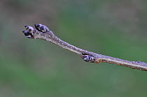 Bird Cherry (Prunus padus) twig showing swelling buds in mid-winter. Dorset, UK, January.