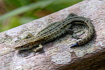 Adult common Lizard (Lacerta muralis) with new tail growth after shedding tail (autonomy). Dorset, UK, August.
