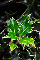 New growth of Holly (Ilex aquilfolium) foliage. Dorset, UK, October.