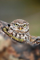 Little Owl (Athene noctua) portrait. Gloucestershire, UK, April.