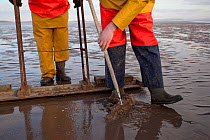 Cockle fishermen working in Morecambe Bay, Cumbria, England, UK, February. Model released. 2020VISION Book Plate.